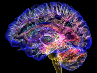 自摸15p大脑植入物有助于严重头部损伤恢复
